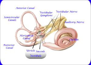 Image of Inner Ear and Vestibular System edited by Dan Yedinak